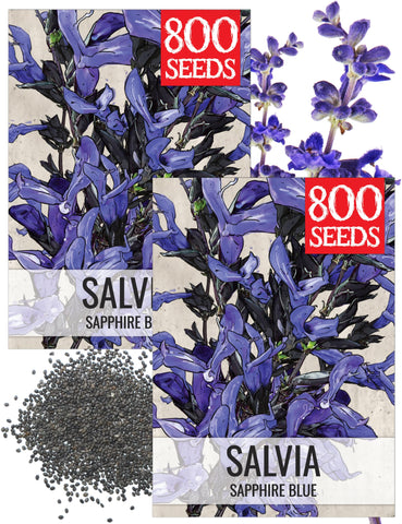 Seed Needs Sapphire Blue Sage seed packaging with sowing directions for easy planting