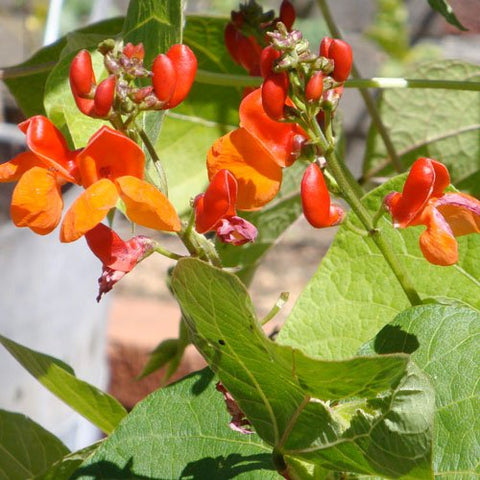 Seed Needs Scarlet Emperor Runner Bean seeds on a trellis for vibrant blooms and abundant pods.