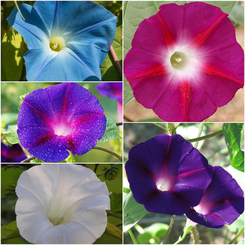 Seed Needs Scarlet O'Hara Morning Glory seeds packet for dramatic color climbers.