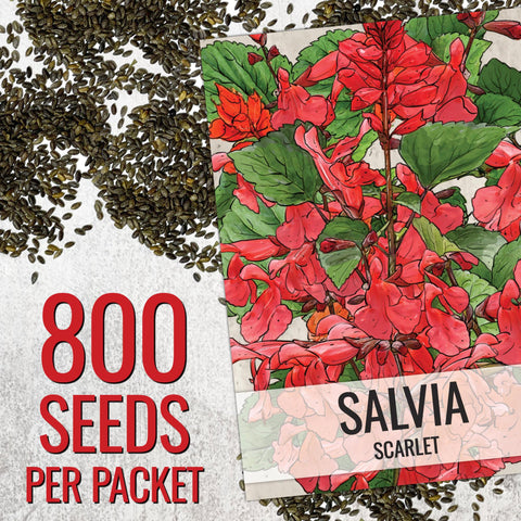 Seed Needs scarlet red sage in border planting adds dramatic color.
