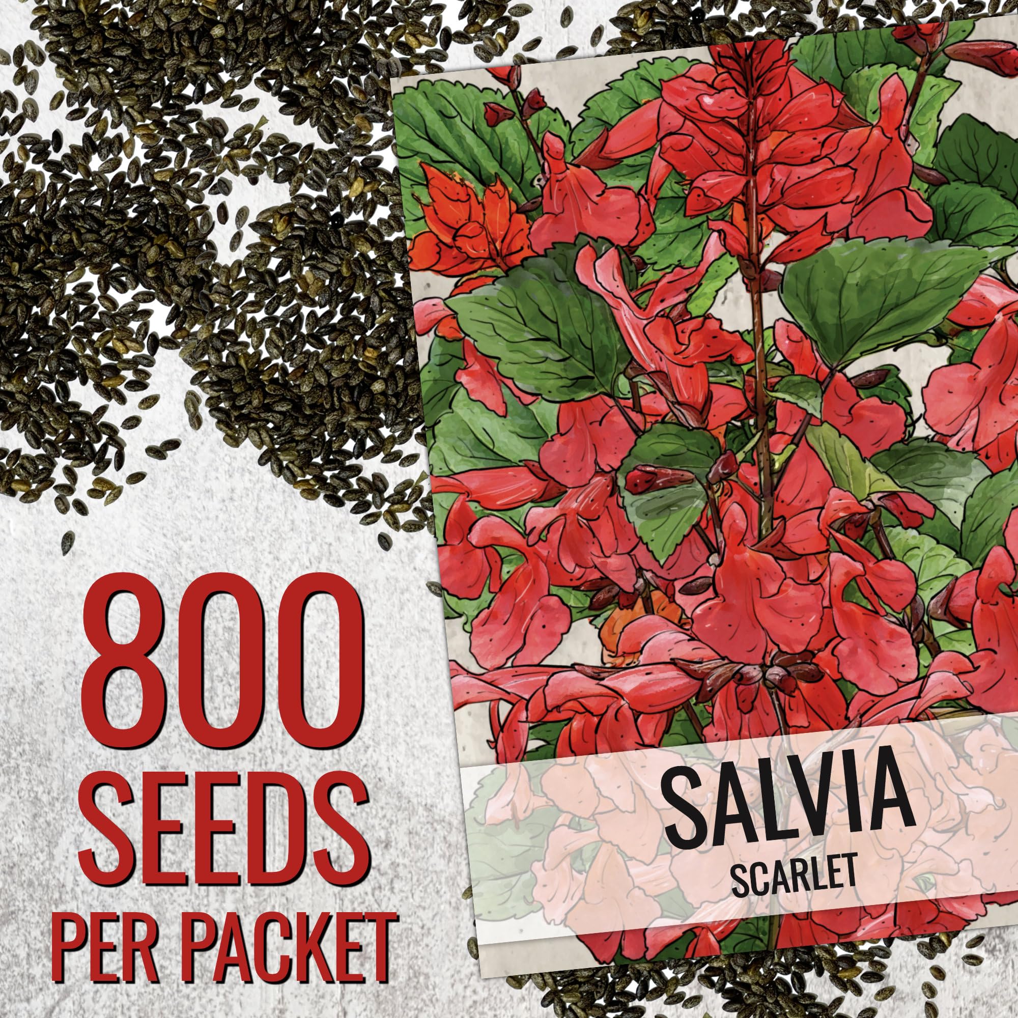 Seed Needs Scarlet Red Sage in a container for bright balcony gardening