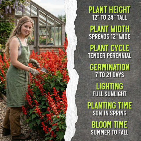 Seed Needs packaging preserves Scarlet Red Sage seeds for seasons to come