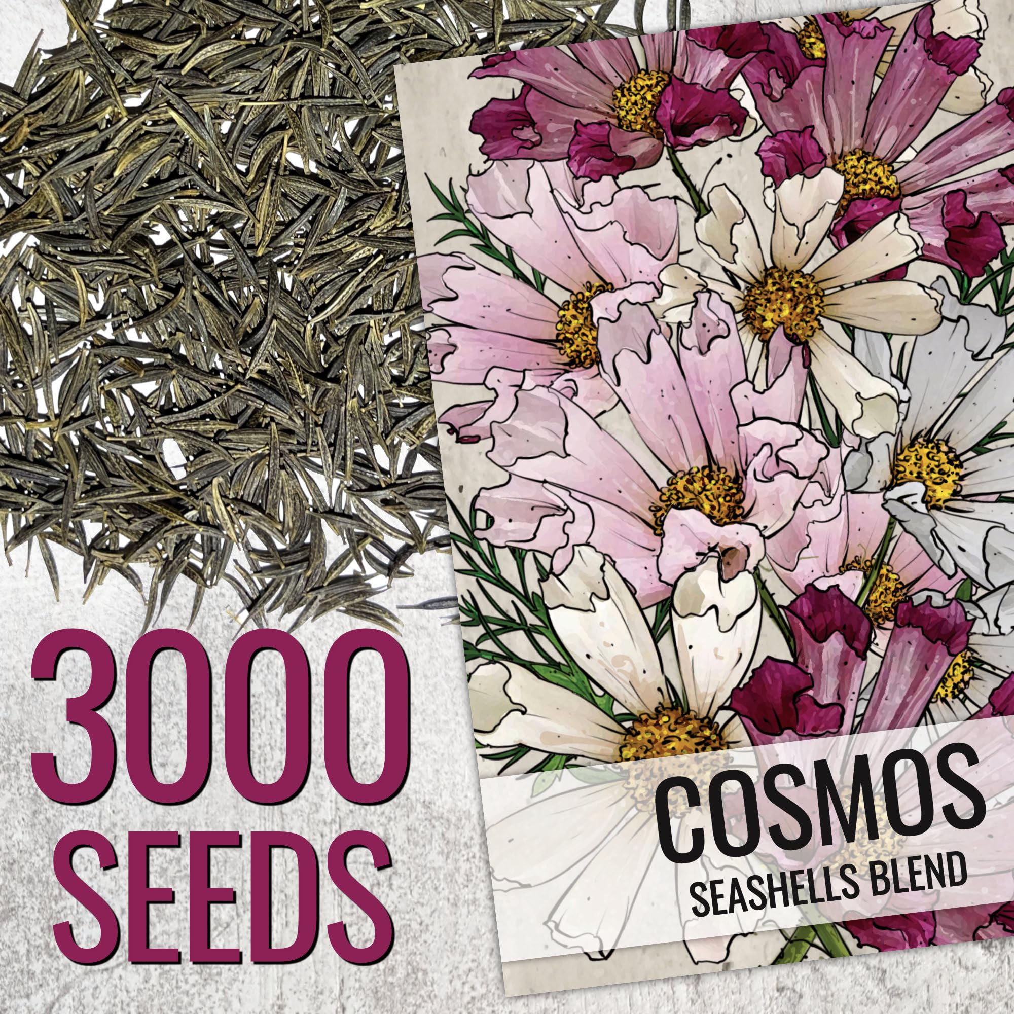 Seed Needs Seashells Cosmos blooms close-up, showcasing colorful tubular petals.
