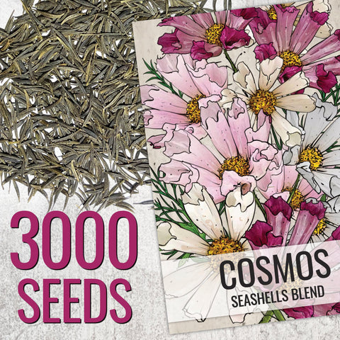 Seed Needs Seashells Cosmos blooms close-up, showcasing colorful tubular petals.