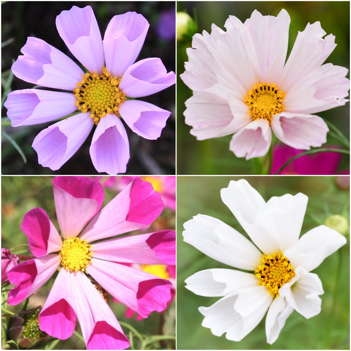 Seed Needs Seashells Cosmos open-pollinated heirloom seeds support garden biodiversity.