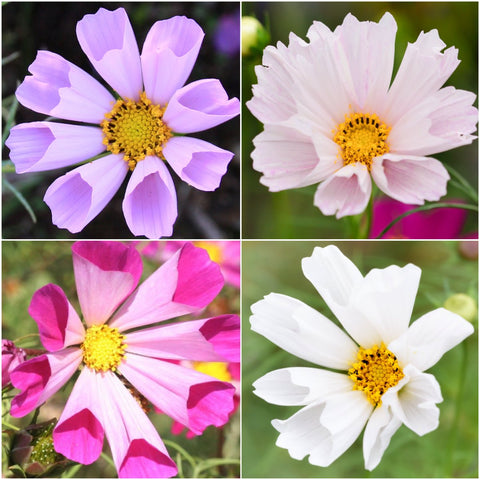 Seed Needs Seashells Cosmos open-pollinated heirloom seeds support garden biodiversity.