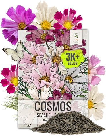 Seed Needs Seashells Cosmos seeds packaging showing heirloom mix for vibrant borders.