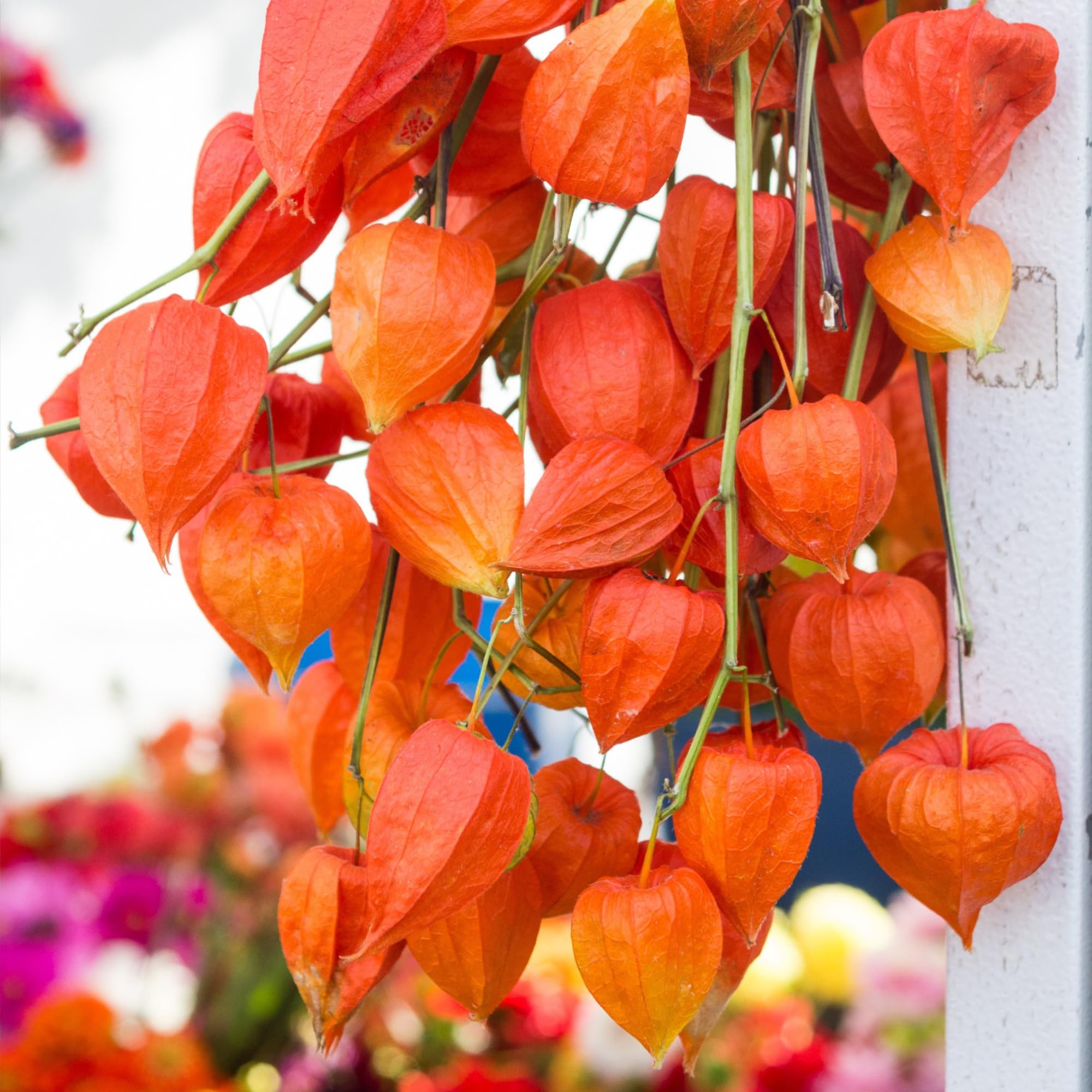 Seed Needs seed packet artwork and sowing guide for planning your garden