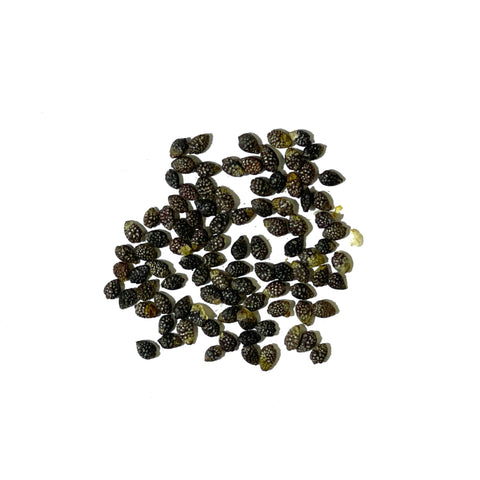 Seed Needs Seed Packet Illustration with artwork and sowing tips.