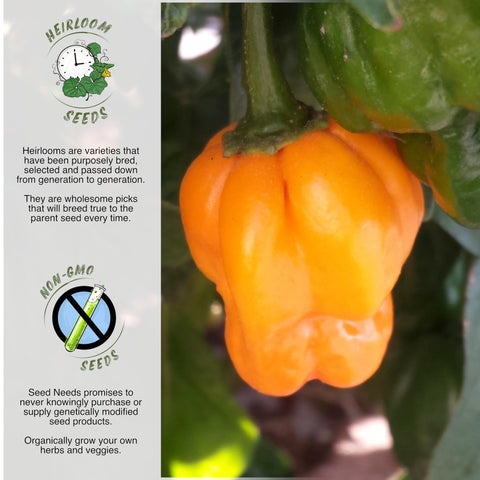 Seed Needs seed packet front illustration planning rows and timing for peppers.