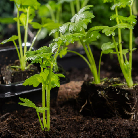 Seed Needs seed packets in moisture resistant packaging keep seeds fresh.