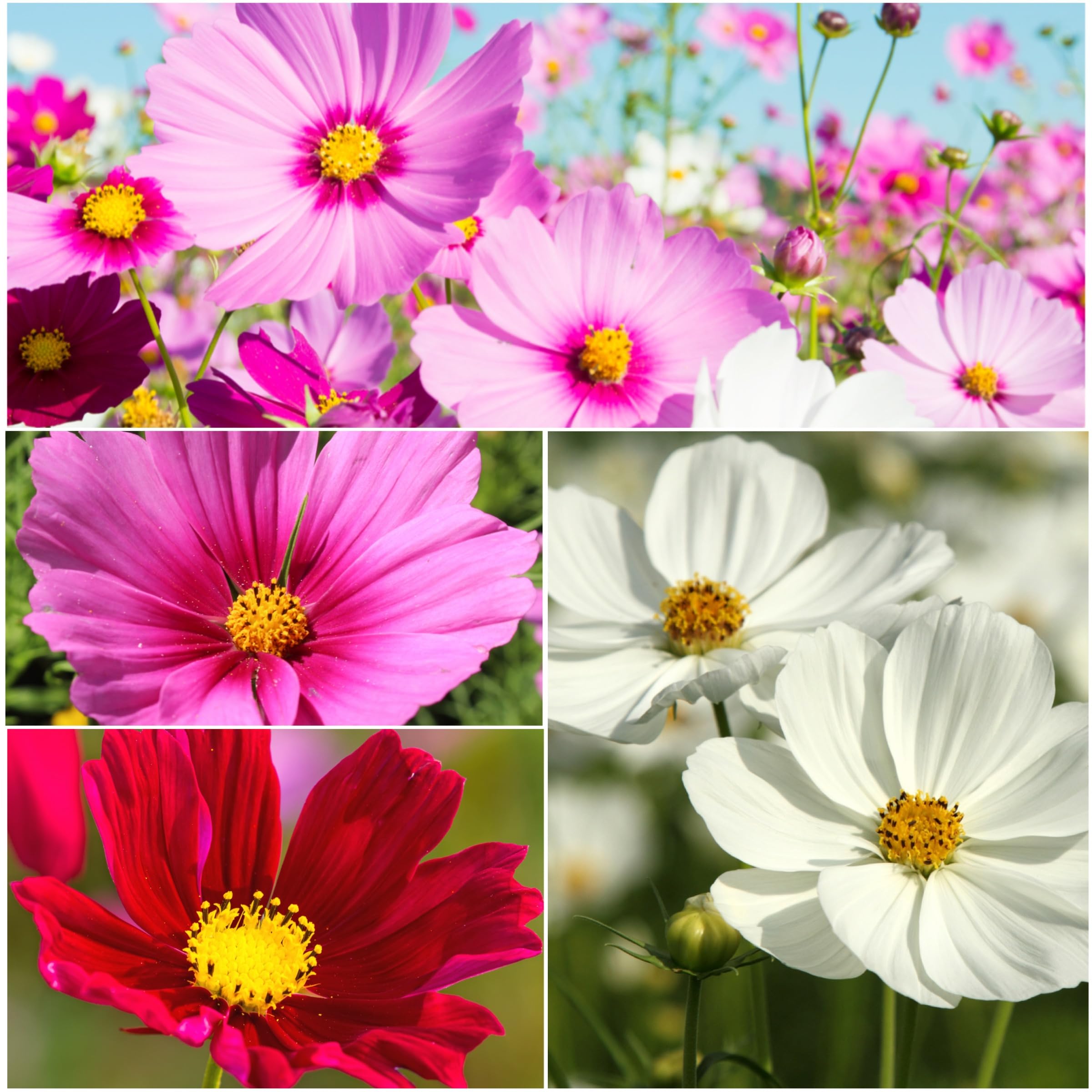 Seed Needs Sensation Cosmos attracts butterflies and bees for a lively pollinator garden.