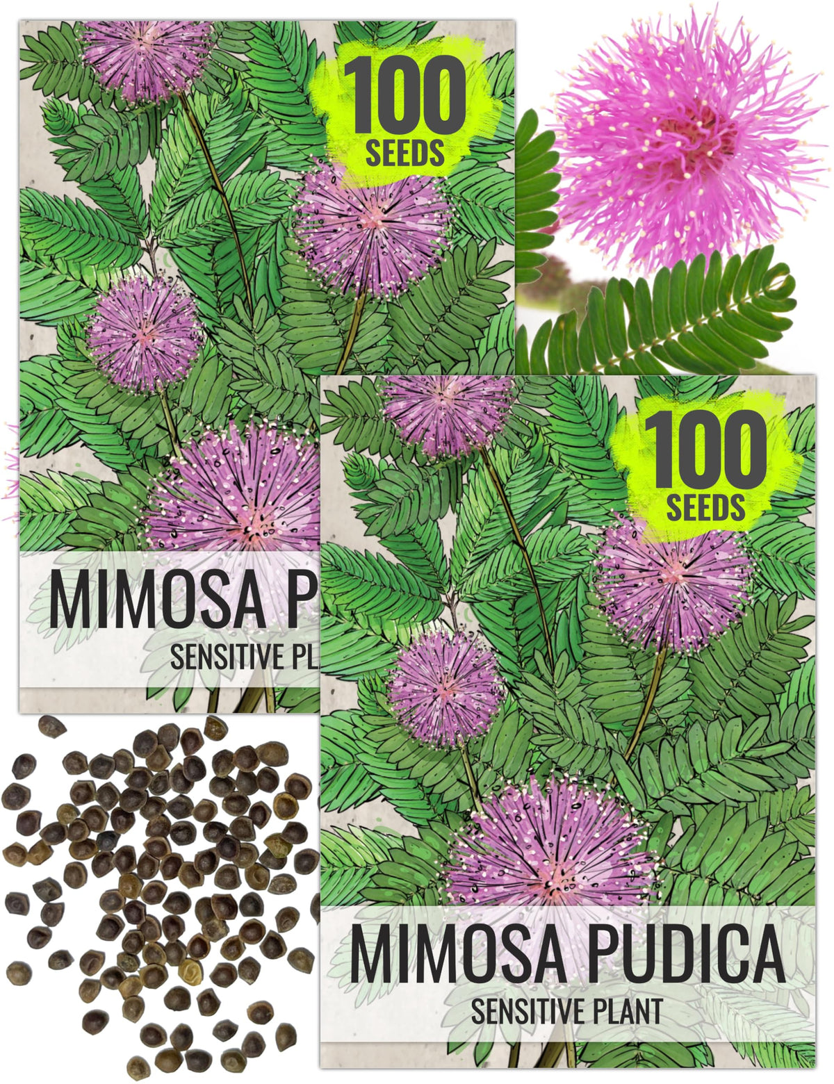 Seed Needs sensitive plant seeds show pink blooms and touch-responsive leaves