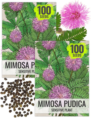 Seed Needs sensitive plant seeds show pink blooms and touch-responsive leaves