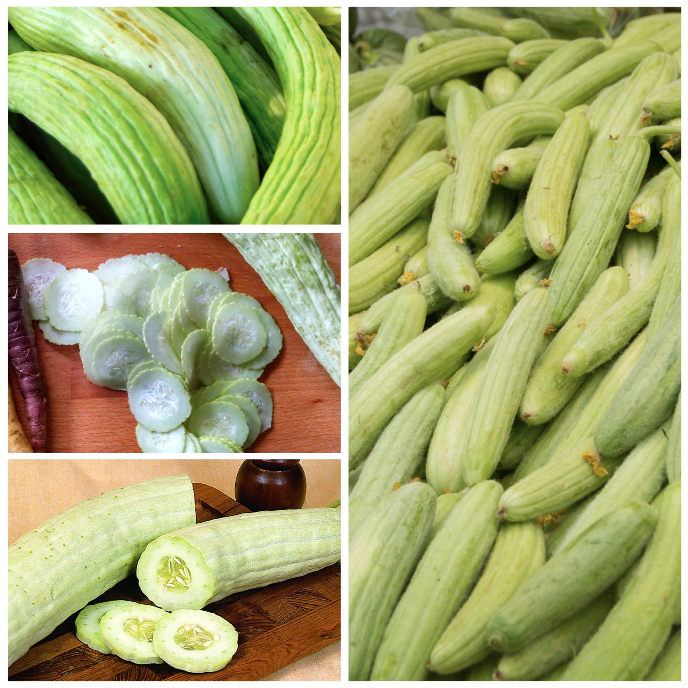 Seed Needs Serpent cucumber growing on a trellis demonstrates space efficiency.