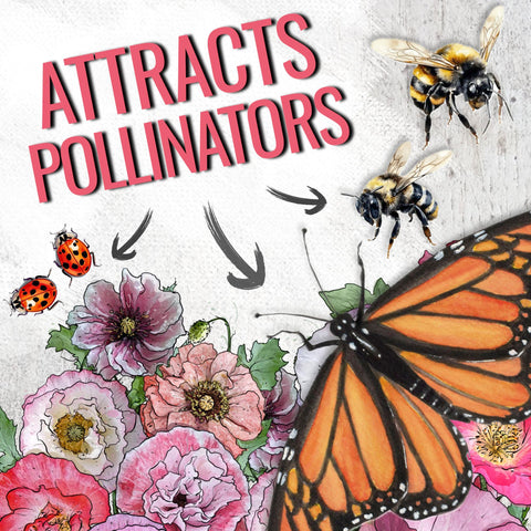 Seed Needs Shirley Poppy Seeds open-pollinated heritage seeds with reliable performance