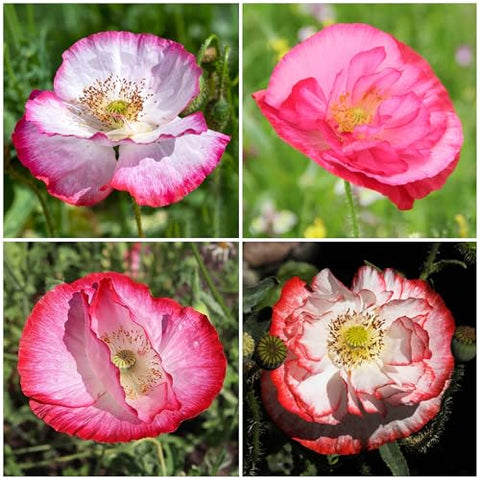 Seed Needs Shirley Mixed Poppy Seeds color range featured for cottage garden blocks