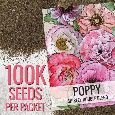 Seed Needs Shirley Poppy Seeds border planting demonstrates height and texture