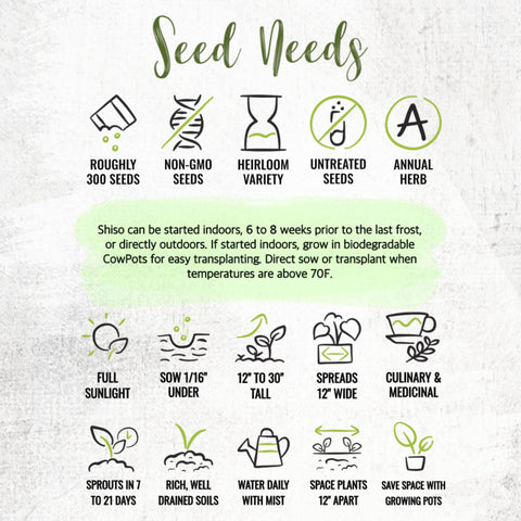 Seed Needs Shiso leaves harvest – aromatic, culinary-ready greens