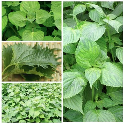 Seed Needs Shiso seeds close-up – non-GMO heirloom quality