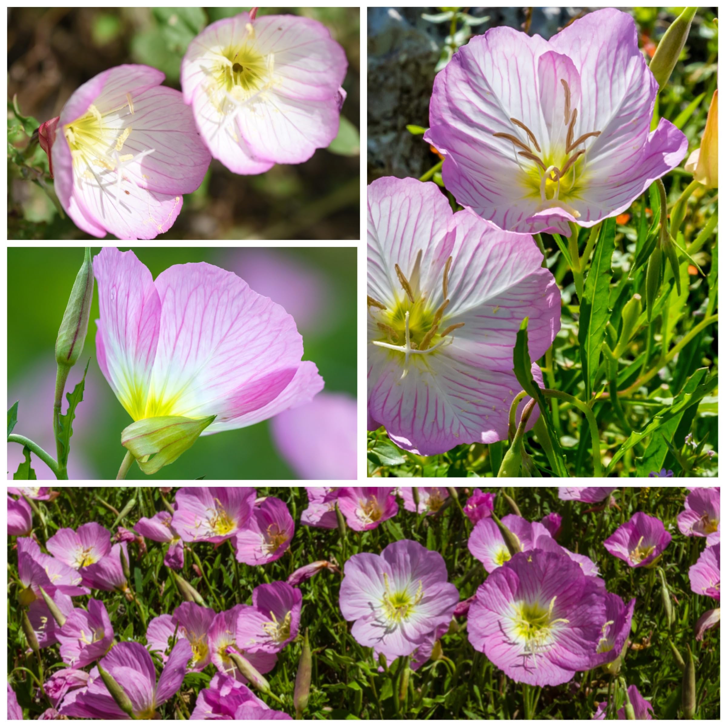 Seed Needs Showy Evening Primrose seeds support a butterfly garden by inviting butterflies and bees.