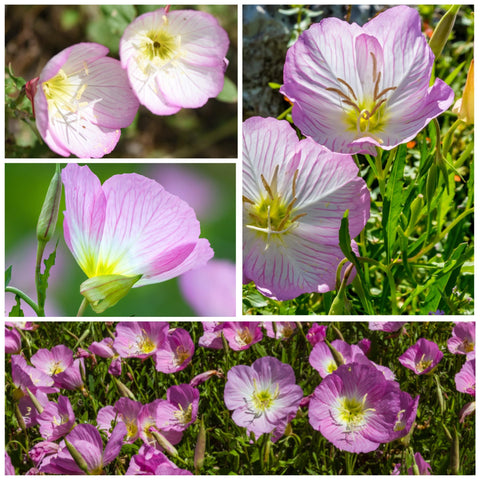 Seed Needs Showy Evening Primrose seeds support a butterfly garden by inviting butterflies and bees.