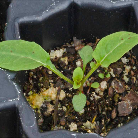 Seed Needs Showy Evening Primrose seeds are open pollinated and heritage varieties.