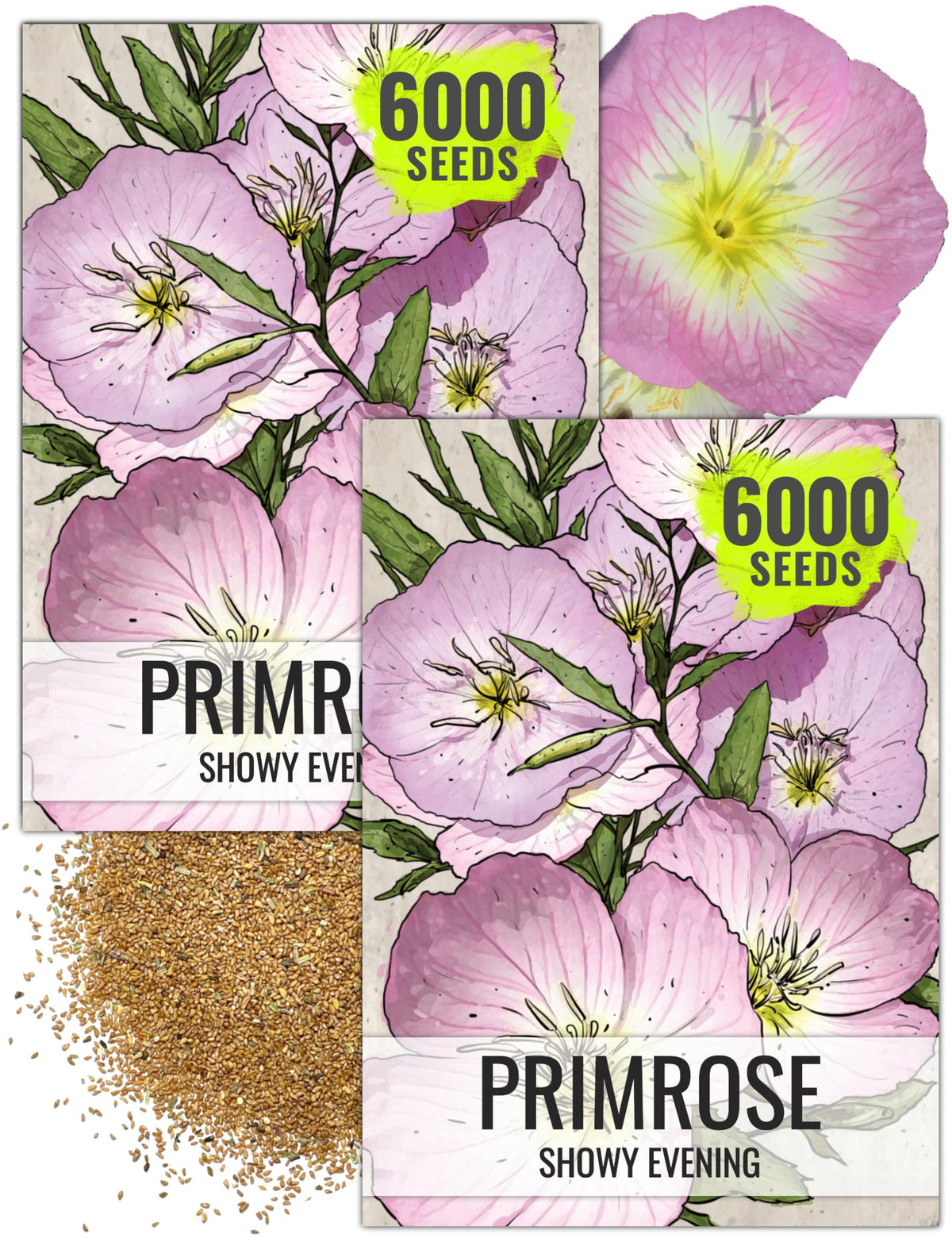 Seed Needs Showy Evening Primrose seeds with pink blooms brighten beds and attract pollinators.