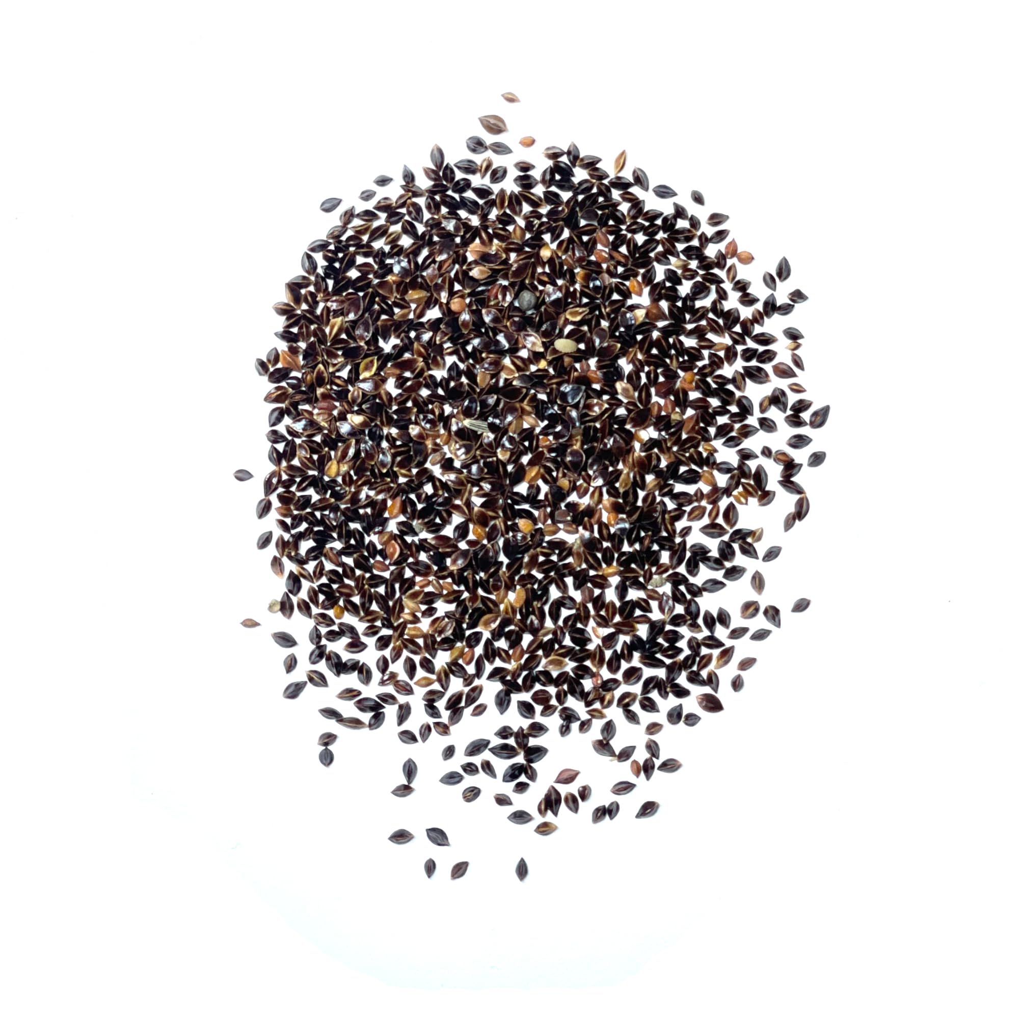 Seed Needs sorrel growing in garden, thrives in sun to partial shade