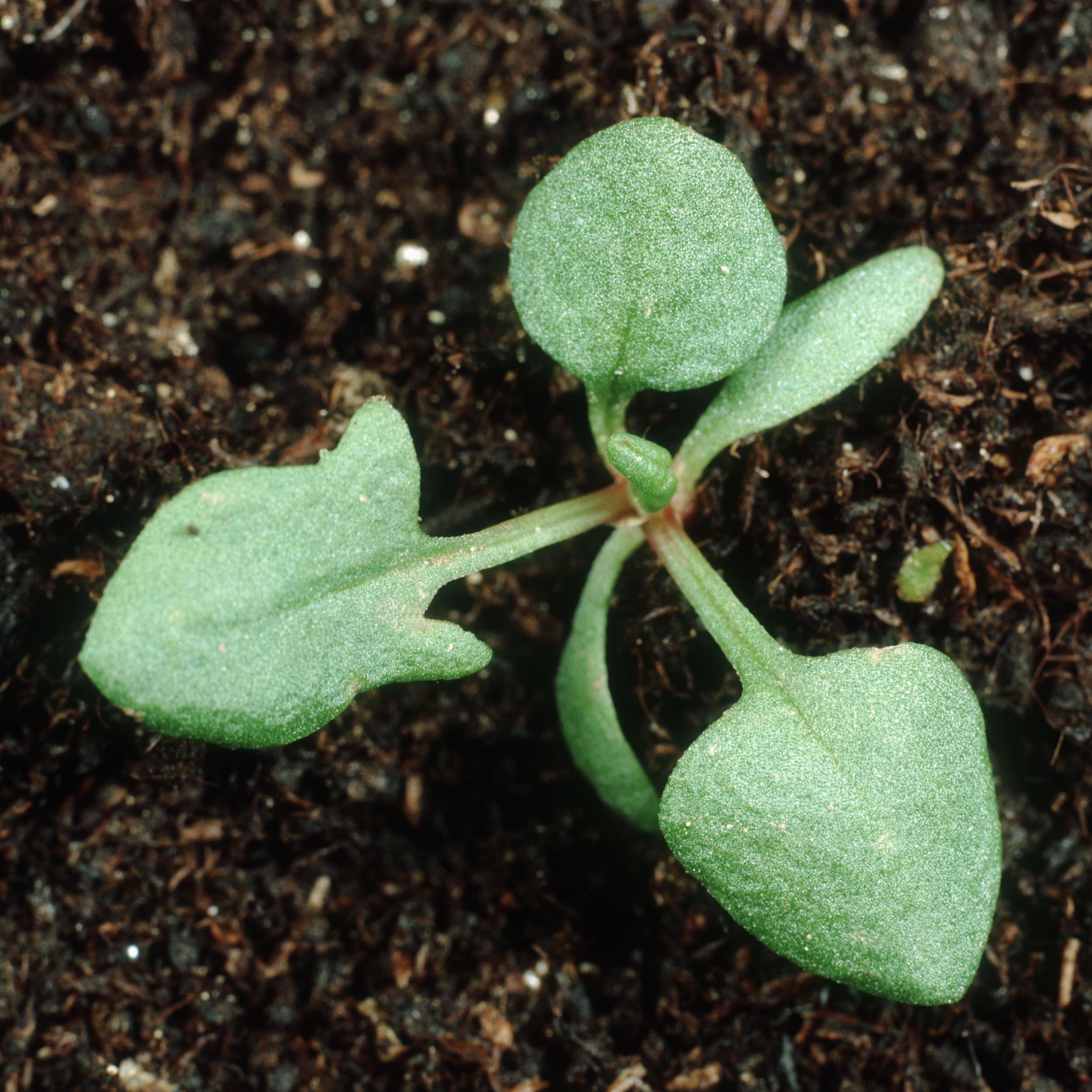 Seed Needs sorrel leaves close-up for fresh salads and sauces.