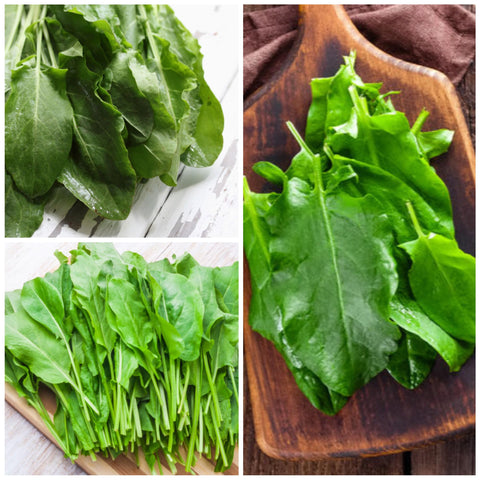 Seed Needs sorrel mature plants reach 18 to 24 inches in well-kept beds.
