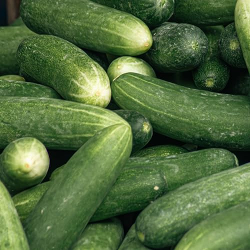 Seed Needs Spacemaster 80 cucumber harvest ready in balcony garden