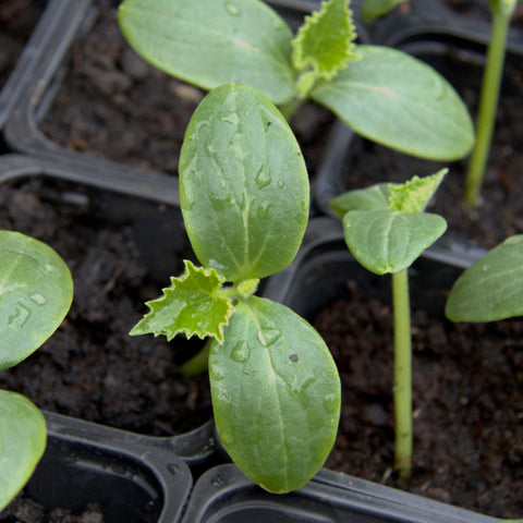 Seed Needs Spacemaster 80 cucumber open pollinated heirloom variety