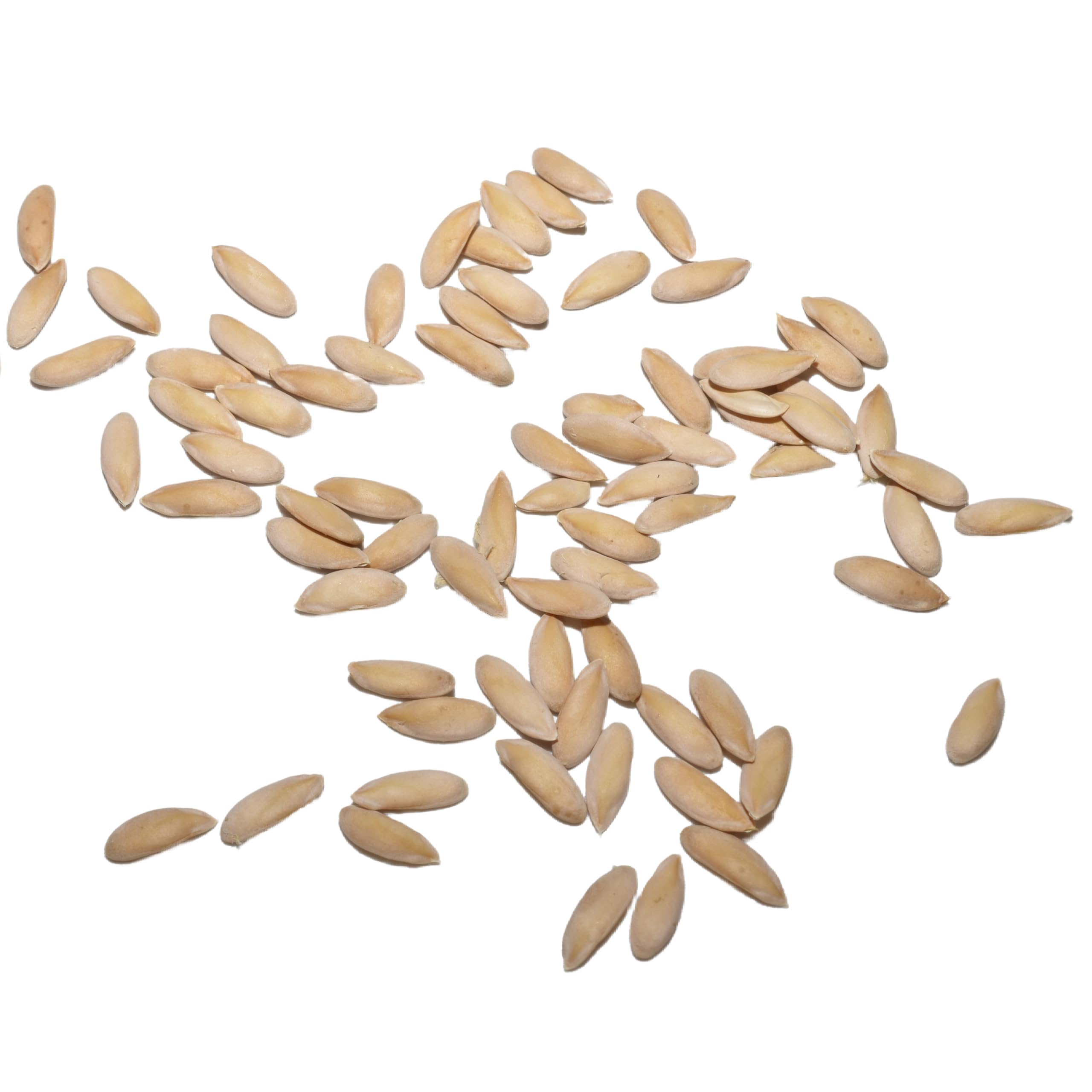 Seed Needs Spacemaster 80 packaging keeps seeds fresh and dry