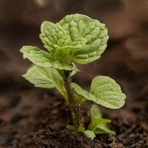 Seed Needs spearmint growing in a garden bed showing vigorous contained growth.