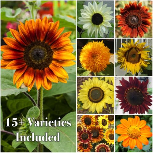 Seed Needs Specialty Butterfly Wildflower mix packet invites diverse pollinators to your garden.