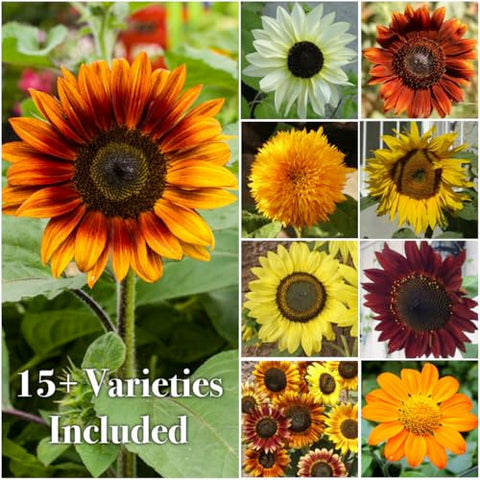 Seed Needs Specialty Butterfly Wildflower mix packet invites diverse pollinators to your garden.