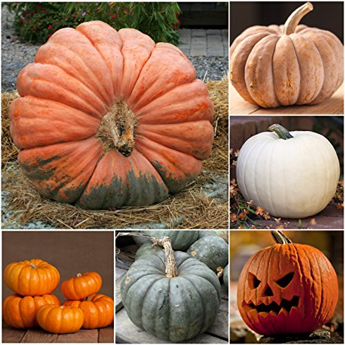 Seed Needs Spooky Blend varieties packaging highlights heirloom pumpkins.