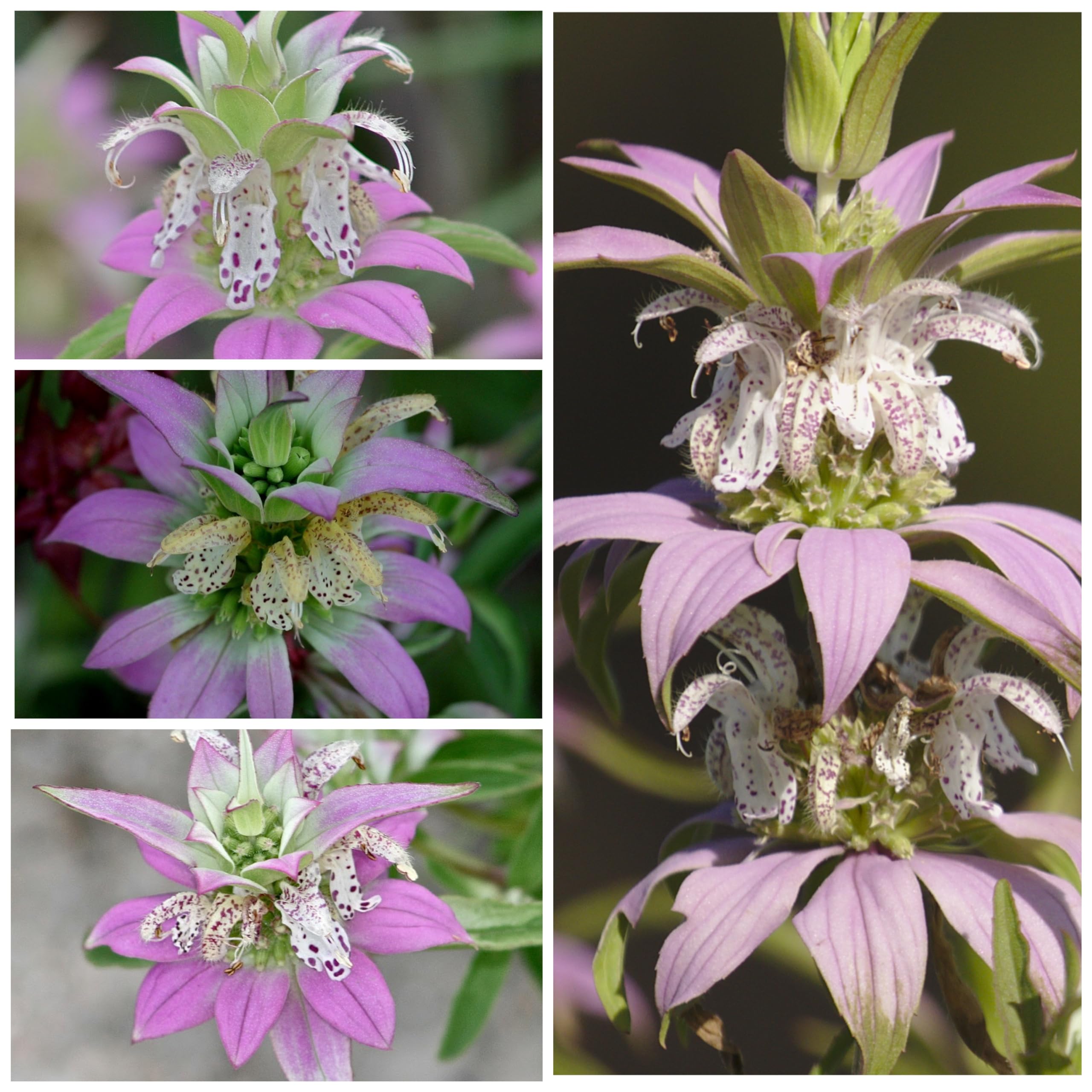 Seed Needs Spotted Bee Balm open-pollinated variety supports biodiversity in your garden.