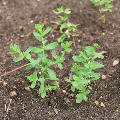 Seed Needs St. John's Wort germination guide from growers with fresh seeds.