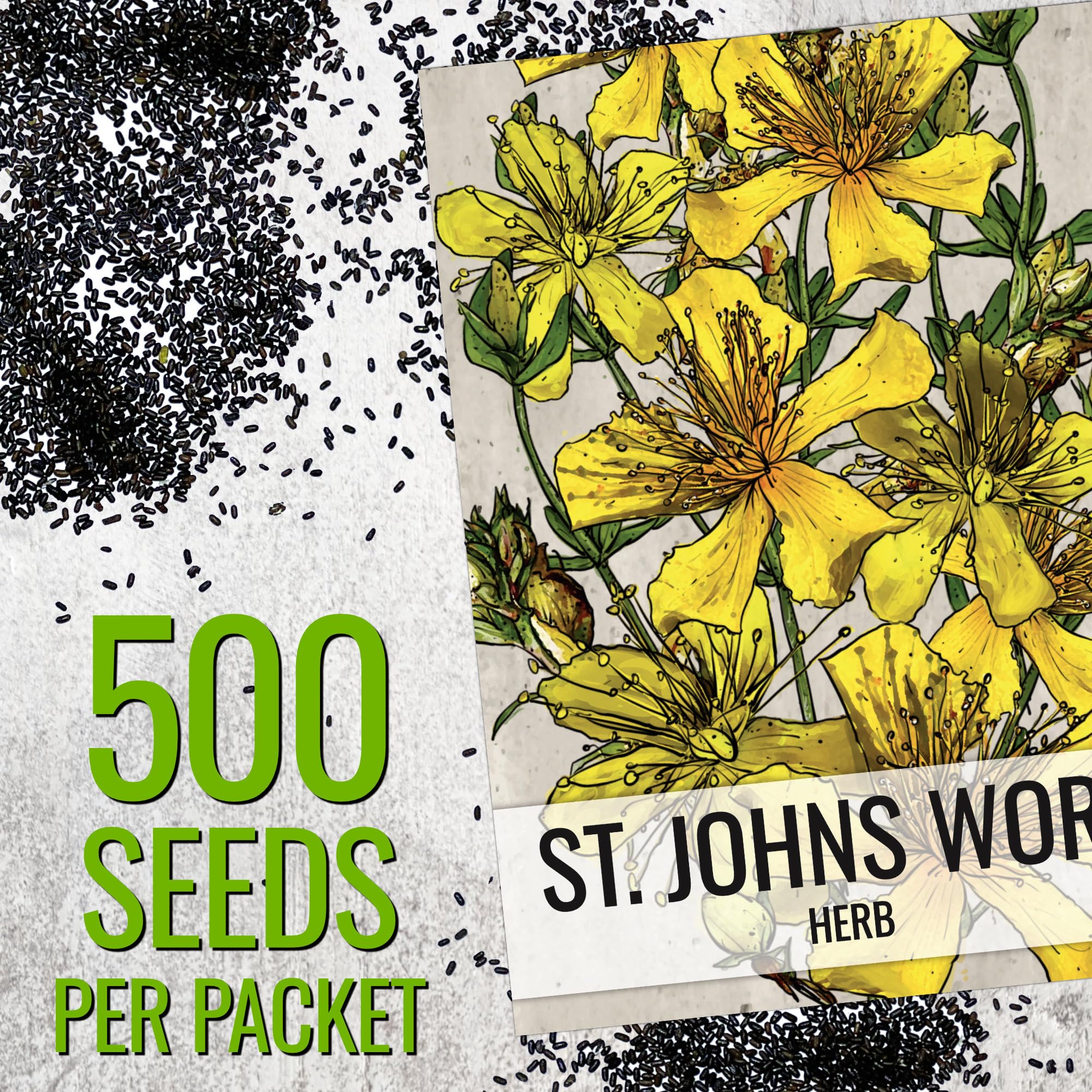 Seed Needs St. Johns Wort seeds close-up showing freshness and quality.