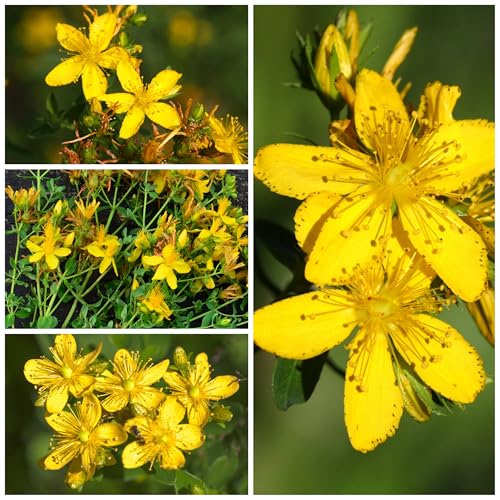 Seed Needs St. John's Wort seeds pack back with sowing details for gardeners.