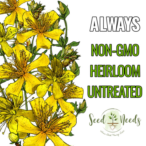 Seed Needs St. John's Wort tea harvest idea shows flower potential.