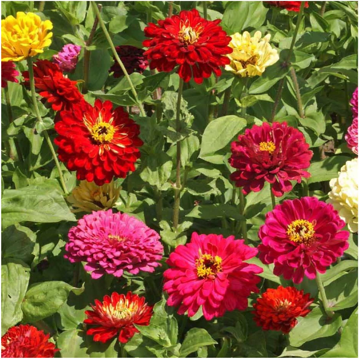 Seed Needs State Fair Zinnia color mix with varied hues in a single bloom