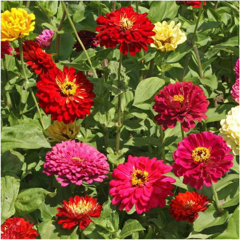 Seed Needs State Fair Zinnia color mix with varied hues in a single bloom