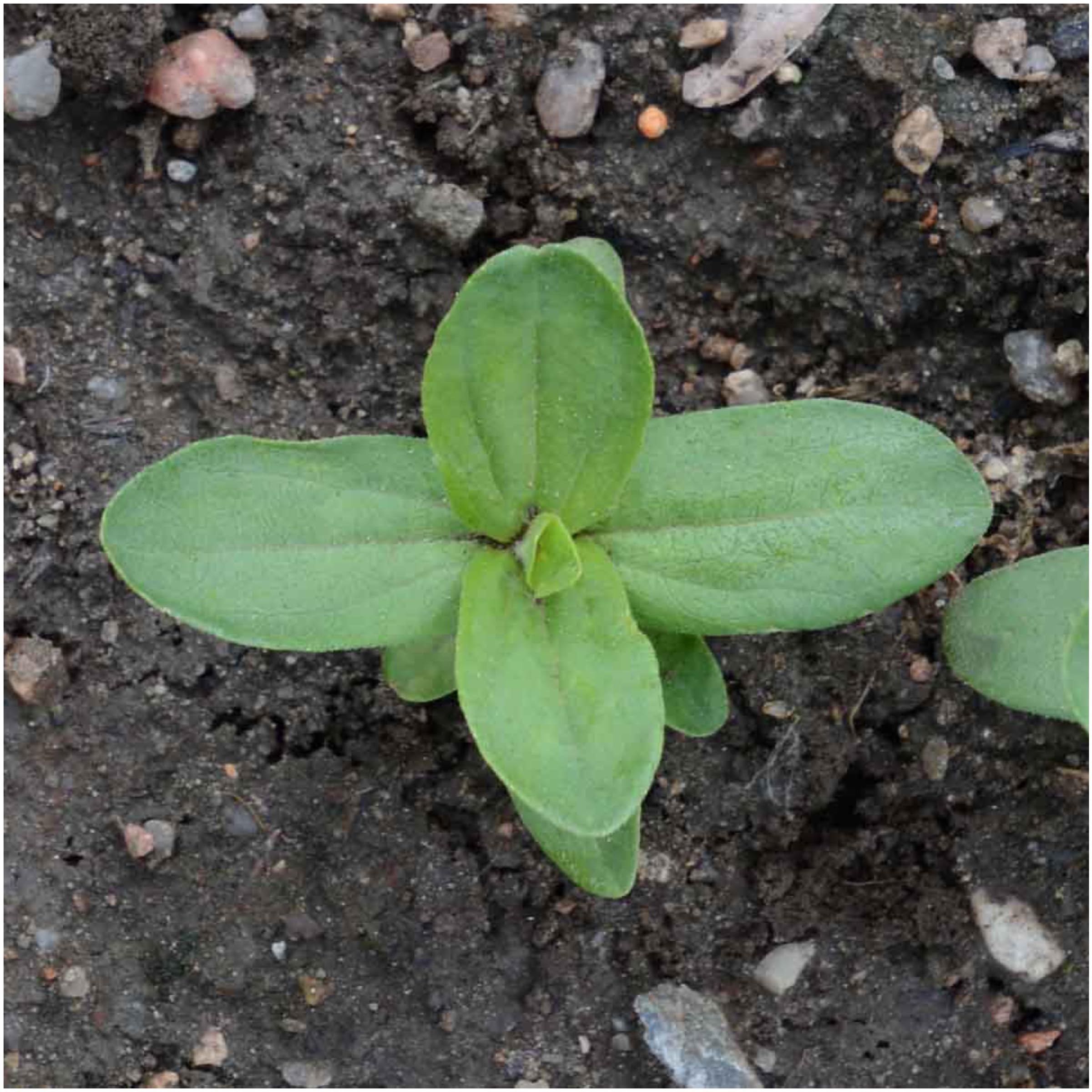 Seed Needs State Fair Zinnia long bloom season from mid-summer to frost