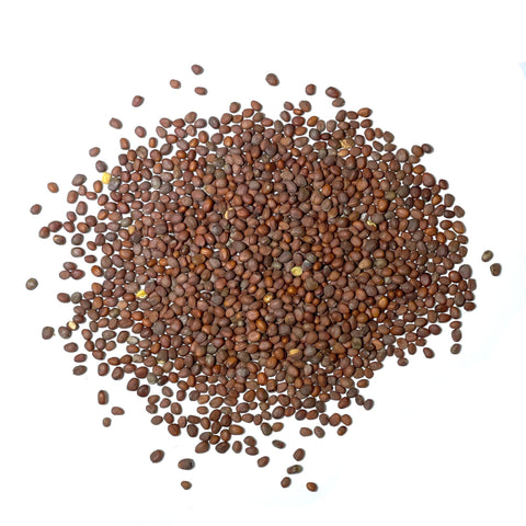 Seed Needs 1-pack of German Giant seeds ideal for backyard plots and early harvests.