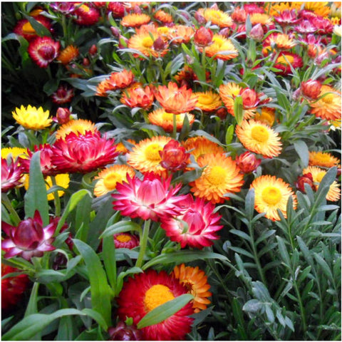 Seed Needs strawflower blooms close-up highlighting lasting color for bouquets.