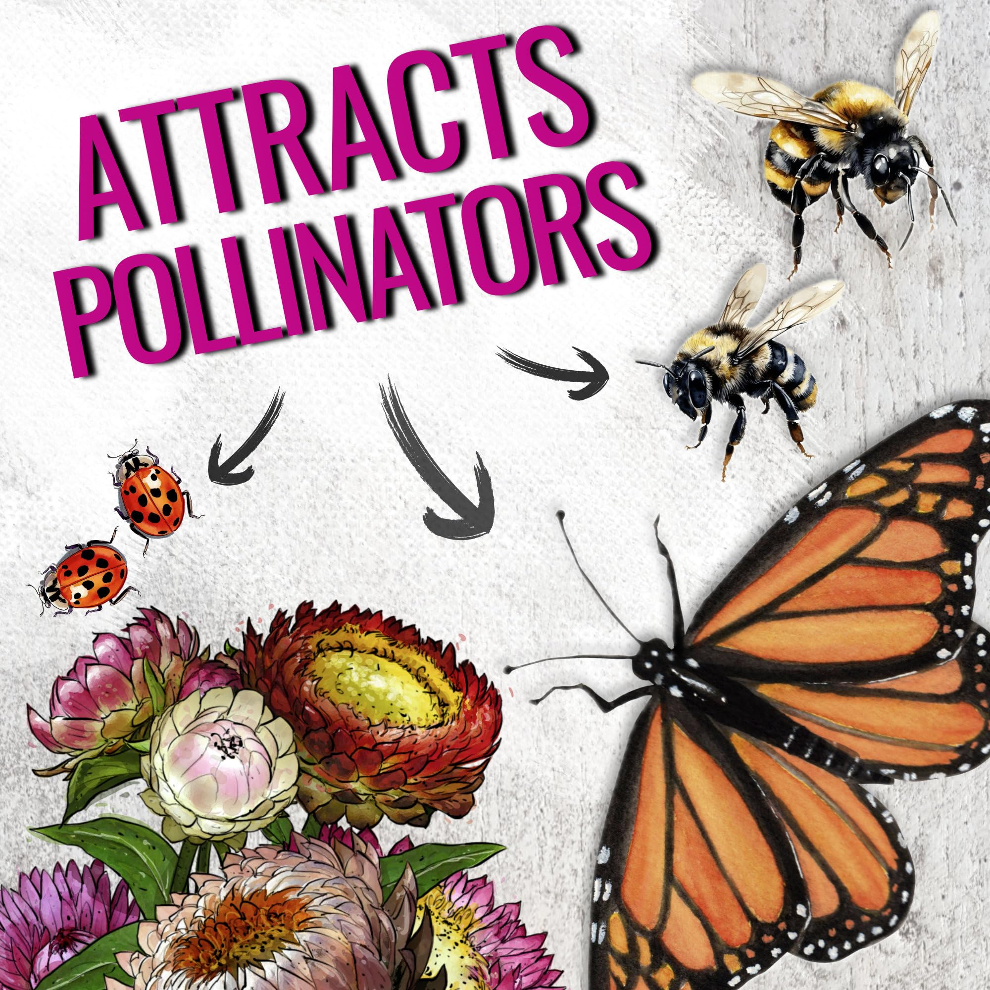 Seed Needs strawflower attract butterflies and bees in gardens