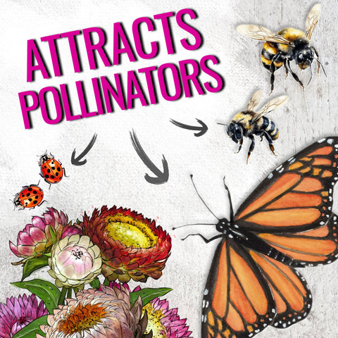 Seed Needs strawflower attract butterflies and bees in gardens